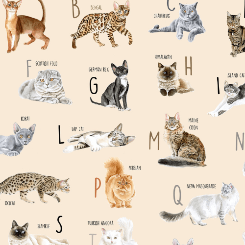 Kitties from A to Z’s - Jammie Session
