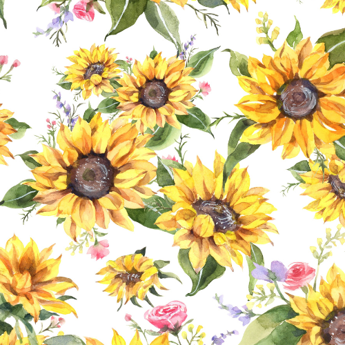 Suns and Roses - Jammie Session